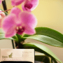 Clayton Orthodontics